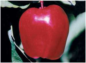 Scarlet Spur II Red Delicious (Flinn cltv.)