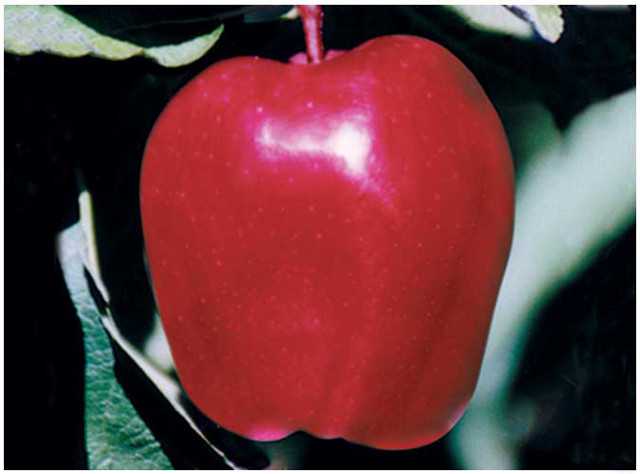 Scarlet Spur II Red Delicious (Flinn cltv.)