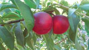 Burchell Nursery 2013 Varieties