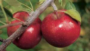 Stark Bros Nurseries 2013 Varieties