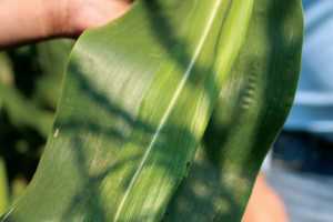 Stays Rich Green technology