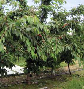 Sweet Cherries on Krymsk® 5 and Krymsk® 6 Rootstock