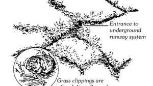 Fall Is The Best Time To Control Vole Populations In Orchards