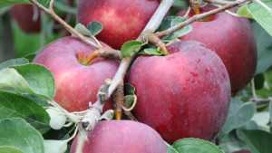 Washington State University Planning To Release New WA 38 Apple