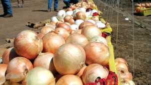 Pathologist Offers IPM Strategies For Onion Growers