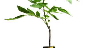 Duarte Nursery Rootstocks For 2014 And 2015