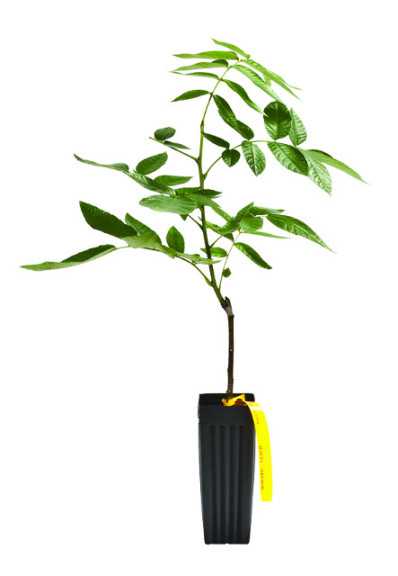 Walnut Clonal Rootstock