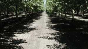Rethinking Walnut Irrigation