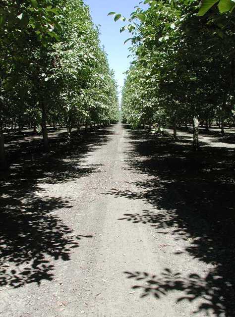 Walnut Cost Study Part I: Establishing An Orchard