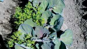 Vow To Vanquish Weeds Among Vegetables