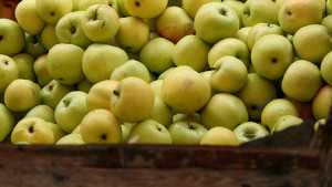 Sounding Off On Record Purchase Of Apples
