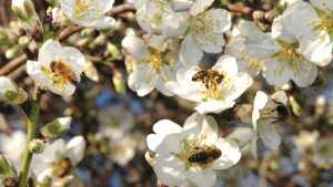 Top 10 Honey Bee BMPs