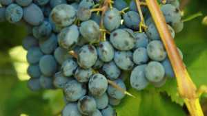 Cornell Cooperative Extension Adds New Regional Fruit Specialist