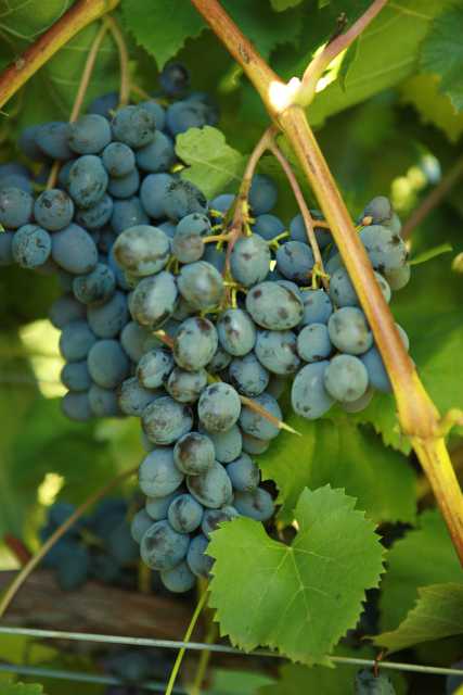 Cornell Cooperative Extension Adds New Regional Fruit Specialist