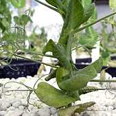 New Disease-Resistant Peas