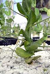 New Disease-Resistant Peas