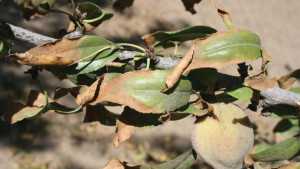 Researchers Study Almond Rootstock Salt Tolerance