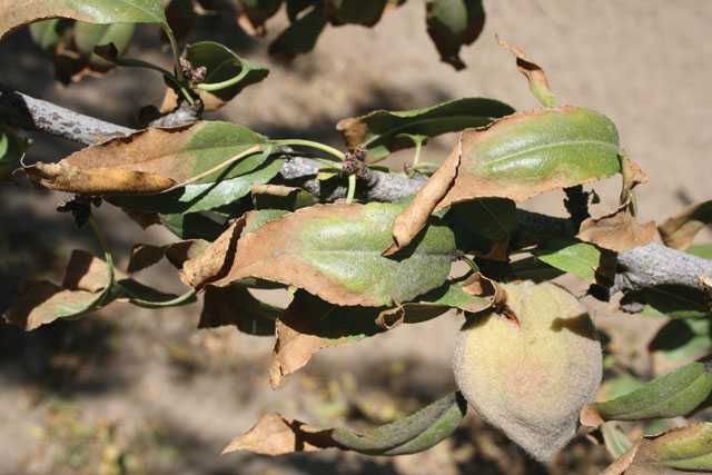 Researchers Study Almond Rootstock Salt Tolerance