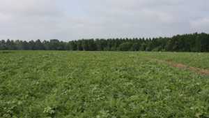 2013 American Vegetable Grower Variety Trials