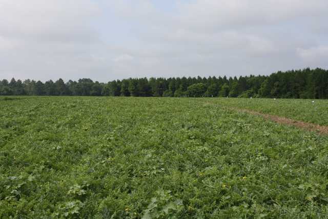 2013 American Vegetable Grower Variety Trials