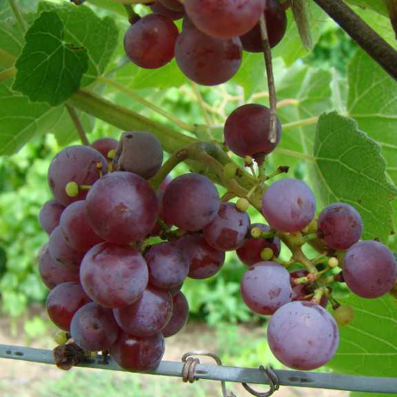 Somerset Seedless