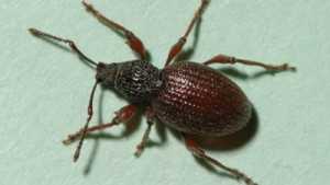 New Approach For Managing Strawberry Root Weevil And Black Vine Weevil