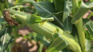 Pest Control Pointers For Southeast Vegetable Crops