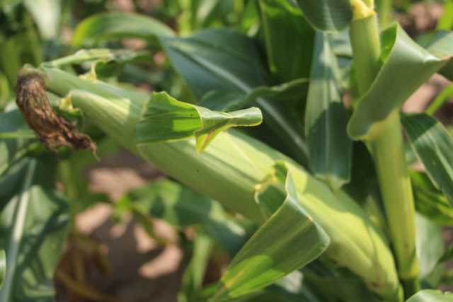 Weed Management Options Broadened For Attribute Insect-Protected Sweet Corn