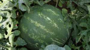 Bayer CropScience Vegetable Seeds, National Watermelon Association Partner To Help Growers