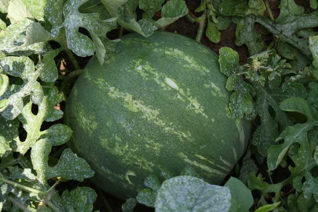 High Heat Impacts Georgia Watermelons