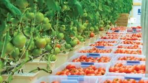Tips On Breaking Into The Greenhouse Vegetable Market
