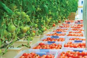 St Bethany Fresh supplies Geronimo tomatoes as well as long English seedless cucumbers and mini English seedless cucumbers to Whole Foods stores in the Southeastern U.S.