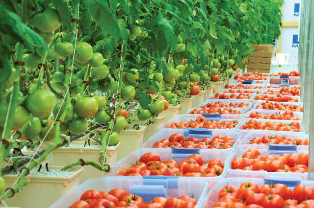 Tips On Breaking Into The Greenhouse Vegetable Market