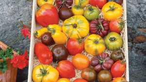 Vegetable Variety Showcase 2013: Seeds By Design