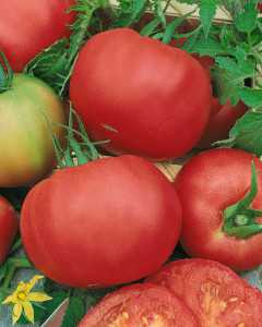 Gardeners Choice F1