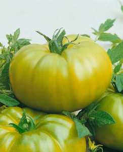Heirloom Green F1