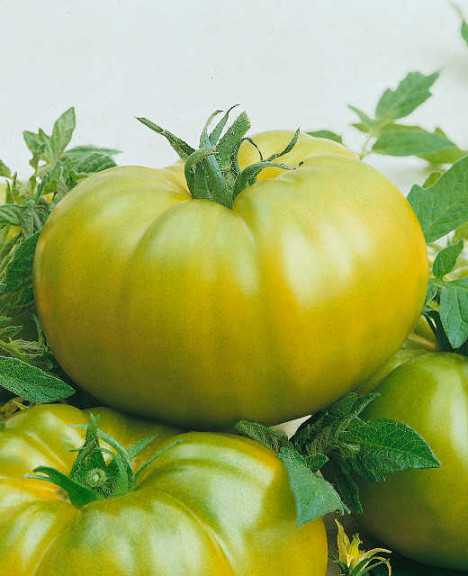 Heirloom Green F1
