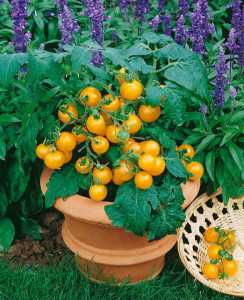 Window Box Yellow