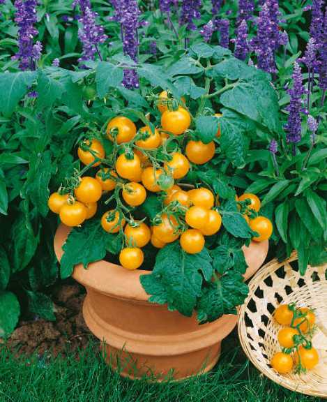 Window Box Yellow