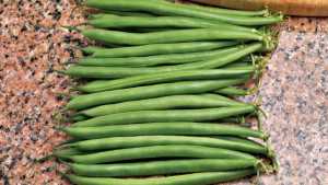 New Broccoli And Bean Varieties Geared To Meet Greater Demands