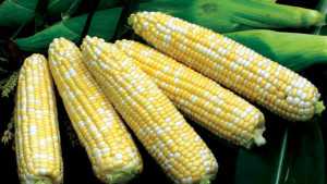 Vegetable Variety Showcase 2013: Clifton Seed Co.