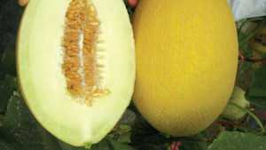 Vegetable Variety Showcase 2013: Golden Valley Seed