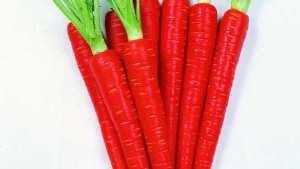 Vegetable Variety Showcase 2013: American Takii