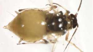Keep Coriander Aphids At Bay