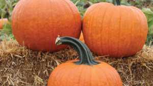 19 Leading Pumpkin Varieties [Slideshow]