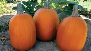Vegetable Variety Showcase 2013: Abbott & Cobb