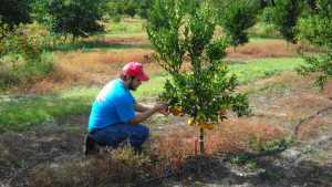 Scientists On A Mission To Build The Perfect Citrus Tree
