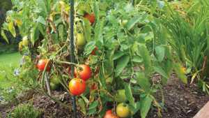 Choose Tomato Varieties With The Best Disease-Resistance Packages