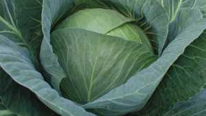 3 Can’t-Miss Cabbage Varieties For Florida Growers