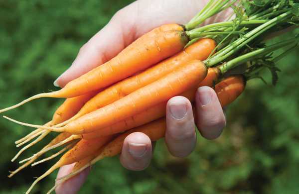 JSS_AdelaideCarrot